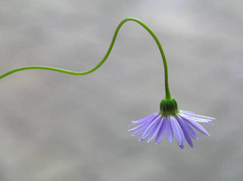 藍費莉菊