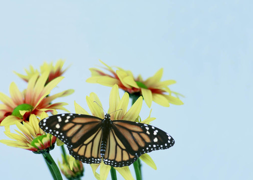 空白2monarch DA