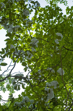 jw_036_014_05