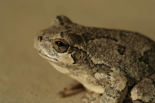 樹frog3