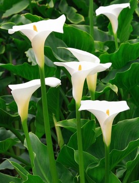海芋花