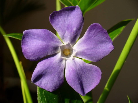 紫羅蘭花