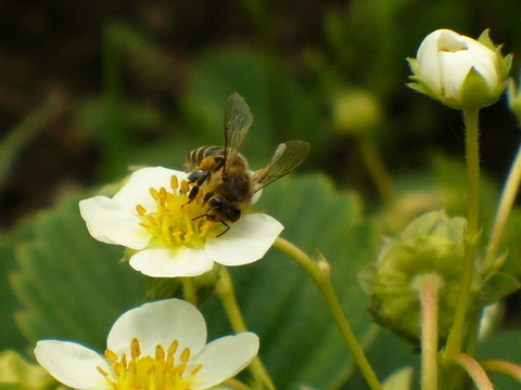 蜜蜂