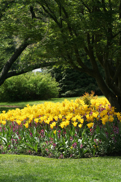 郁金香花園