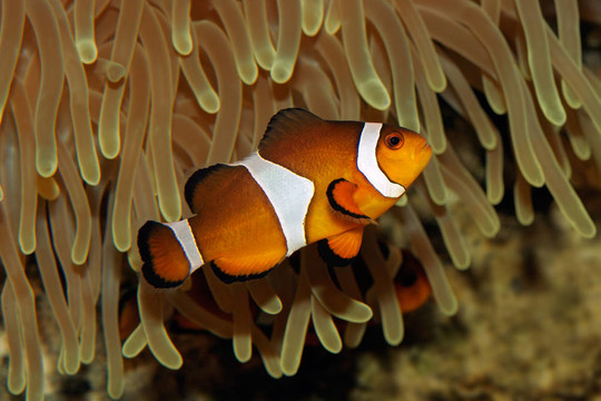 小丑魚