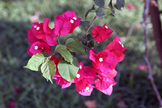 開花