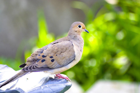 斑鳩