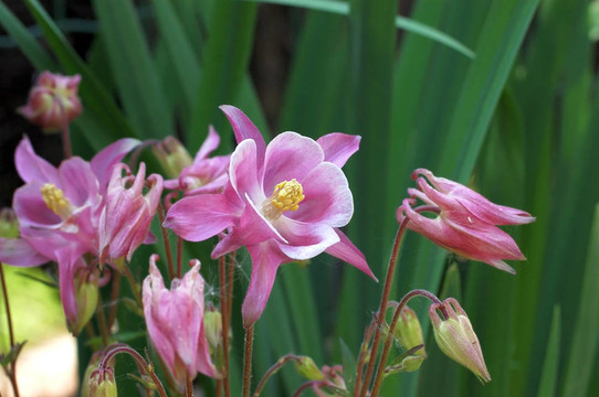 夏花；耬斗菜。