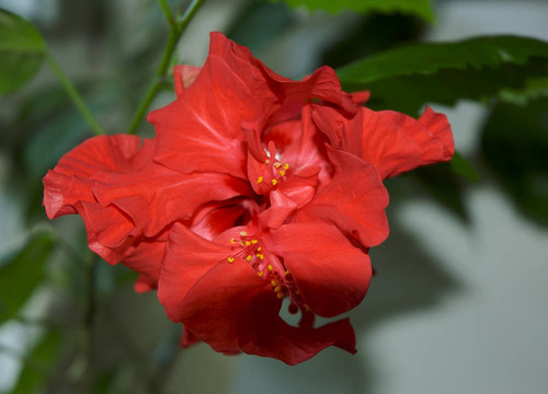 木槿