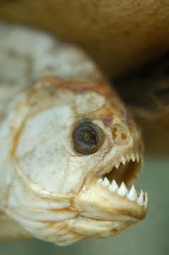 干死的食人魚(yú)的牙齒