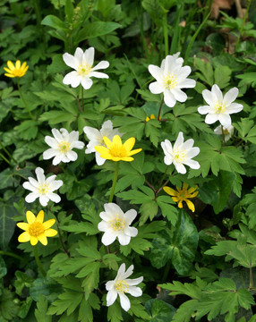 野生白屈菜花