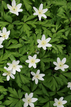 白屈菜野生花卉