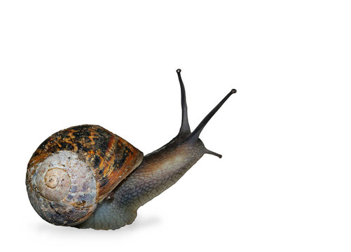 蝸牛
