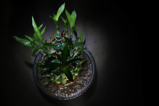 黑暗中的蕨類植物