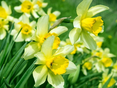水仙花