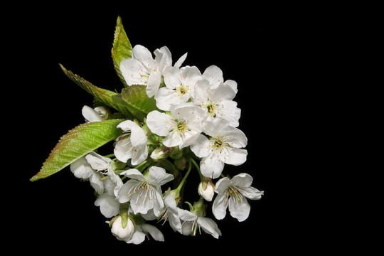 梨樹開花枝
