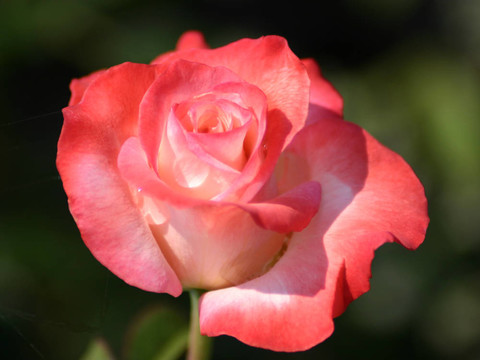 美麗的Pink Rose