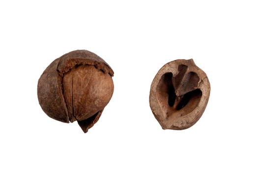 堅(jiān)果殼
