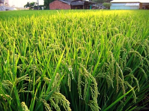 臺(tái)灣稻田