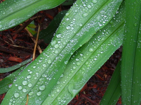 雨滴在樹(shù)葉