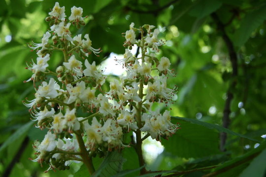 開花的樹3