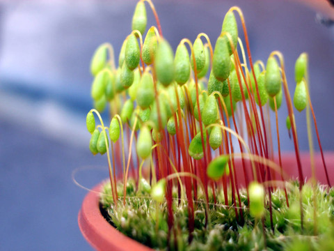 MOSS 4