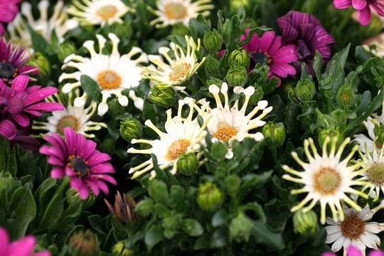 五顏六色的花朵