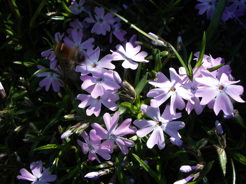 福祿考花2