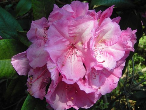 玫瑰色的花
