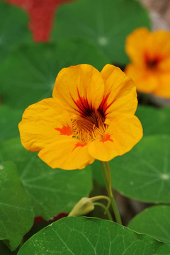 黃色的花