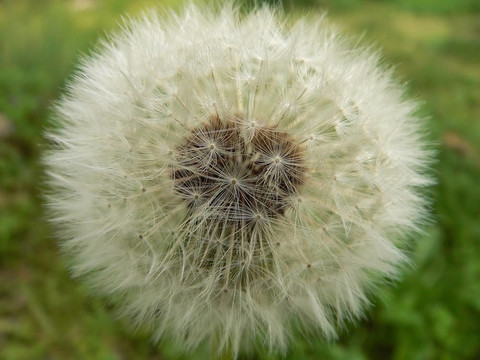 漂亮的雜草