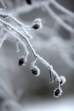下雪的冬天
