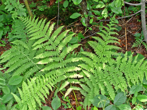 fern.jpg