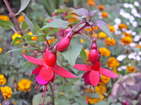 flower.jpg