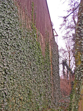 ivy.jpg