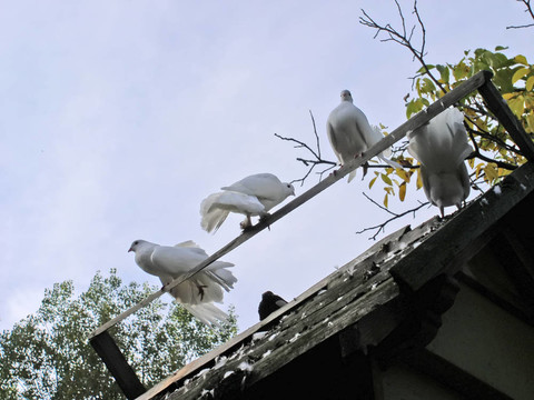 pigeons.jpg