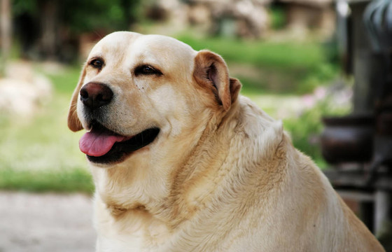 金毛獵犬