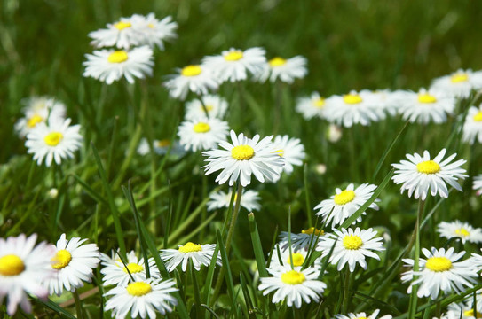 dasies
