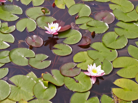 水百合