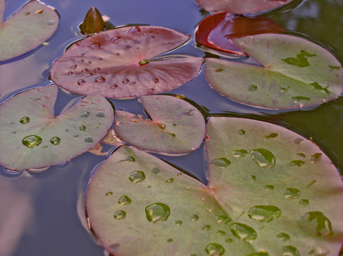 水百合
