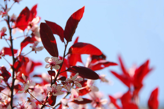 bloomig櫻桃