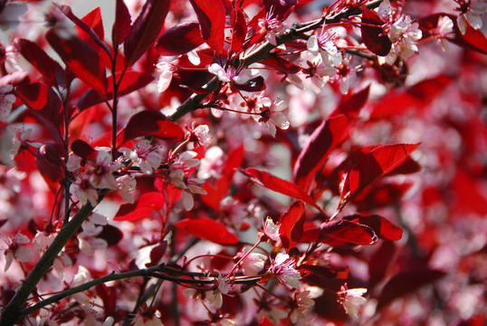bloomig櫻桃樹