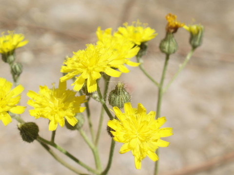 野生黃花
