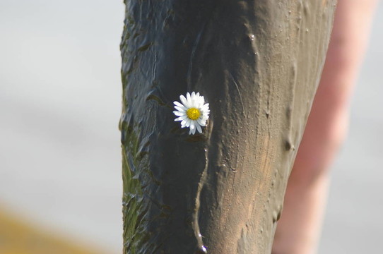 花泥