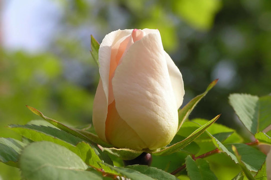 玫瑰花蕾