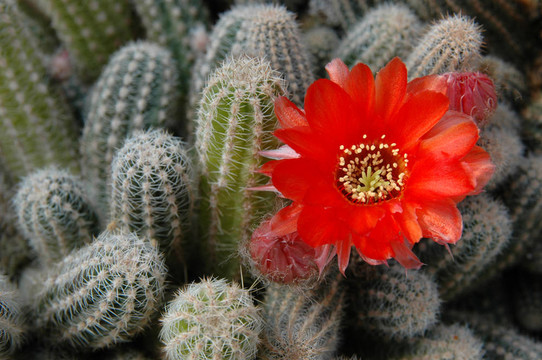 chamaecereus silvestrii仙人掌橙花