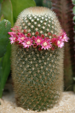 枕形仙人掌開(kāi)花