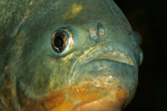 食人魚