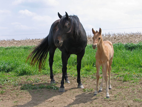 母馬和小馬駒
