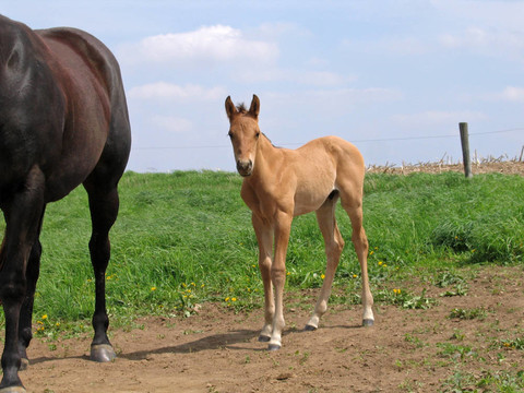 季度匹小馬駒
